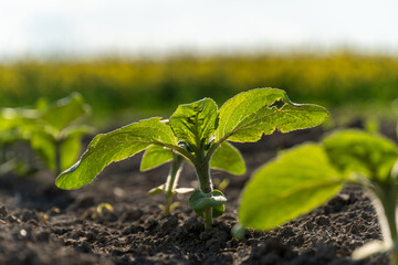 Young plant grows in fertile soil with sunlight illuminating lush greenery in a field during springtime