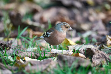 Fototapeta premium finch fouraging on the ground