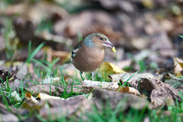 finch fouraging on the ground