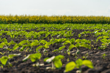 Green seedlings grow in a rich soil field under a bright sky near a blooming flower field during springtime