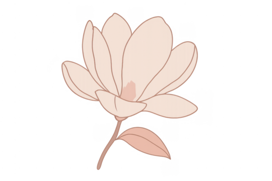 Delicate pink magnolia flower blossom illustration on transparent background - Powered by Adobe