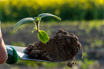 New plant sprouting with freshly turned soil in the background during sunny day in a thriving garden