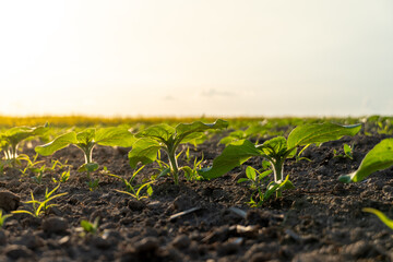 New plant growth reaches for sunlight in a fertile field at sunset