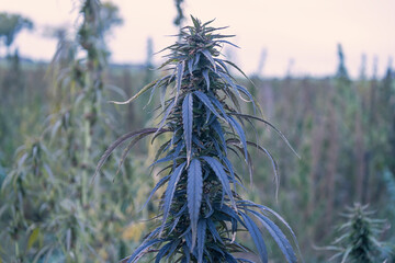 Field landscape with cannabis, used for medical treatment of fatal diseases like cancer, smoking for fun causing addiction, and for industrial use like constructions, textile production, insulation.