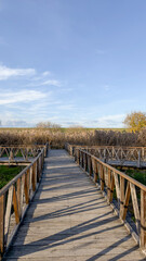 Wooden pathway leading through reed marsh under clear blue sky