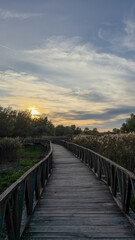 Wooden path through marshland at sunset