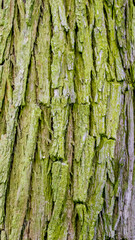 pine bark with visible details. background or texture
