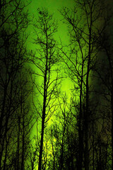 Obraz premium Colorful northern lights in Delta Junction, Alaska
