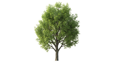 Obraz premium Isolated tree with dense green foliage and a visible trunk against a black background space for text