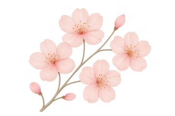 Pink cherry blossom flowers watercolor painting transparent background