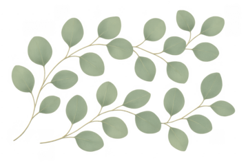 Eucalyptus leaves branches illustration with transparent background