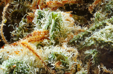 Close up of prescription medical marijuana strain. Super macro medical marijuana, Cannabis Bud photo isolated on white background