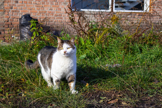 A cat roams through tall grass and weeds in front of a brick wall, enjoying the warm sun on an autumn day