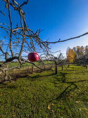ostatnie jabłko na jabłoni