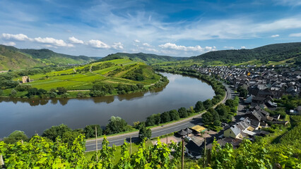 Obraz premium Wine region of the Mosel Valley. Wine tourism Cochem, Rhineland-Palatinate, Germany August 2, 2025.