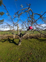 ostatnie jabłko na jabłoni w małym sadzie