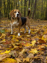 młody samiec beagle podczas spaceru w lesie 