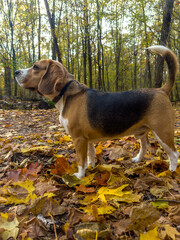 pies rasy beagle podczas spaceru w lesie