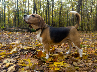 młody beagle w jesiennej scenerii