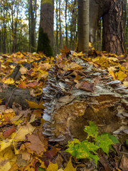 jesienna sceneria w lesie, pień starego drzewa porośnięty grzybami, kolorowe liście