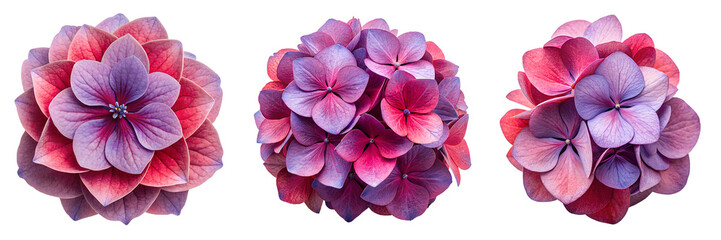 Set of purple and red hydrangea flower isolated on a transparent background