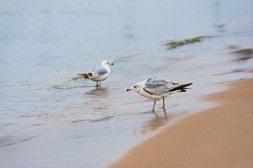 seagull on the beach