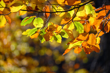 Orange yellow and green leaves for autumn colors