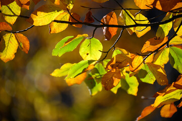 Orange yellow and green leaves for autumn colors