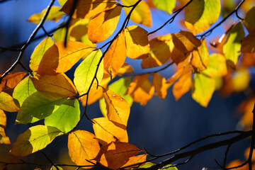 Orange yellow and green leaves for autumn colors