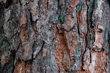 Texture