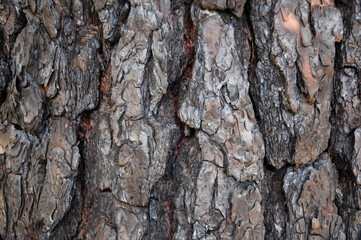 Texture