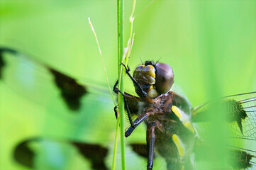 close up of a dragonfly