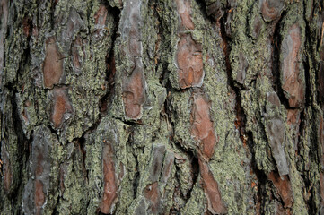 Texture