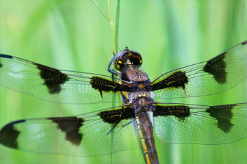 closeup of a dragonfly