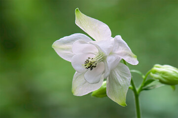 closeup of white common columbine