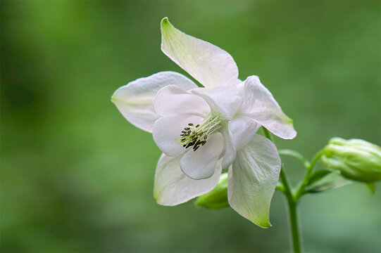closeup of white common columbine