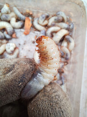 Gloved fingers holding a plump, wriggling larva, perfect for Peculiar Entomophagy Day, honoring quirky culinary curiosities and biodiversity