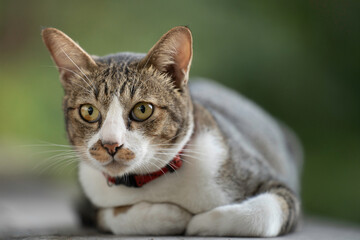 A cute kitten is in the garden and the morning light.