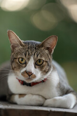 A cute kitten is in the garden and the morning light.