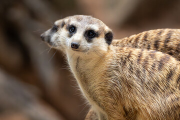 Meerkat 