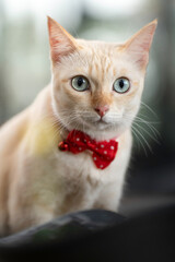 A cute kitten is in the garden and the morning light.