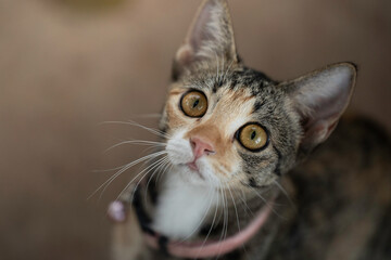 A cute kitten is in the garden and the morning light.