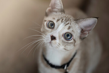 A cute kitten is in the garden and the morning light.