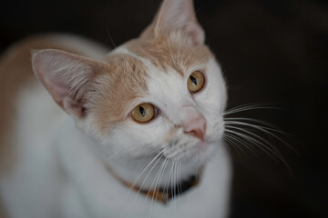 A white and yellow kitten stands on a black background.