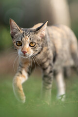 A cute kitten is in the garden and the morning light.