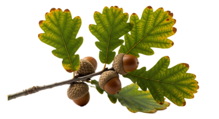 A close up of an oak branch with green leaves and brown acorns against a black background in bright lighting
