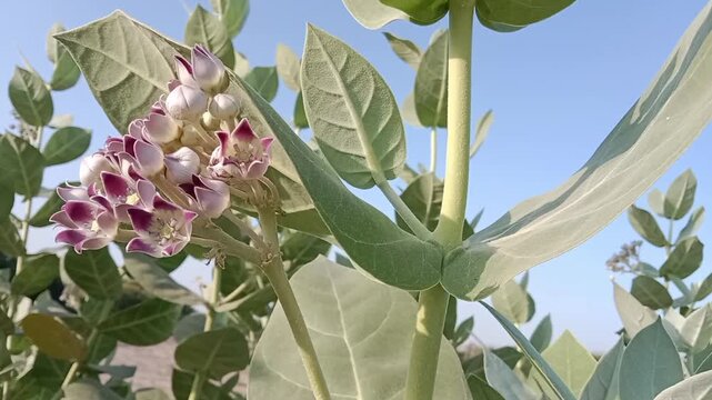 calotropis procera flower pattern or Apple of Sodom flower pattern on the plane 