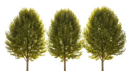 Three green trees with lush foliage isolated on white background