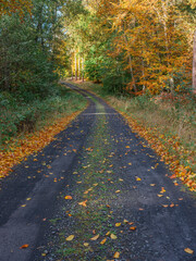 Forest road covered with autumn leaves