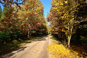 Naklejka premium road in autumn forest